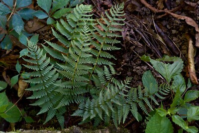 Marginal Wood Fern