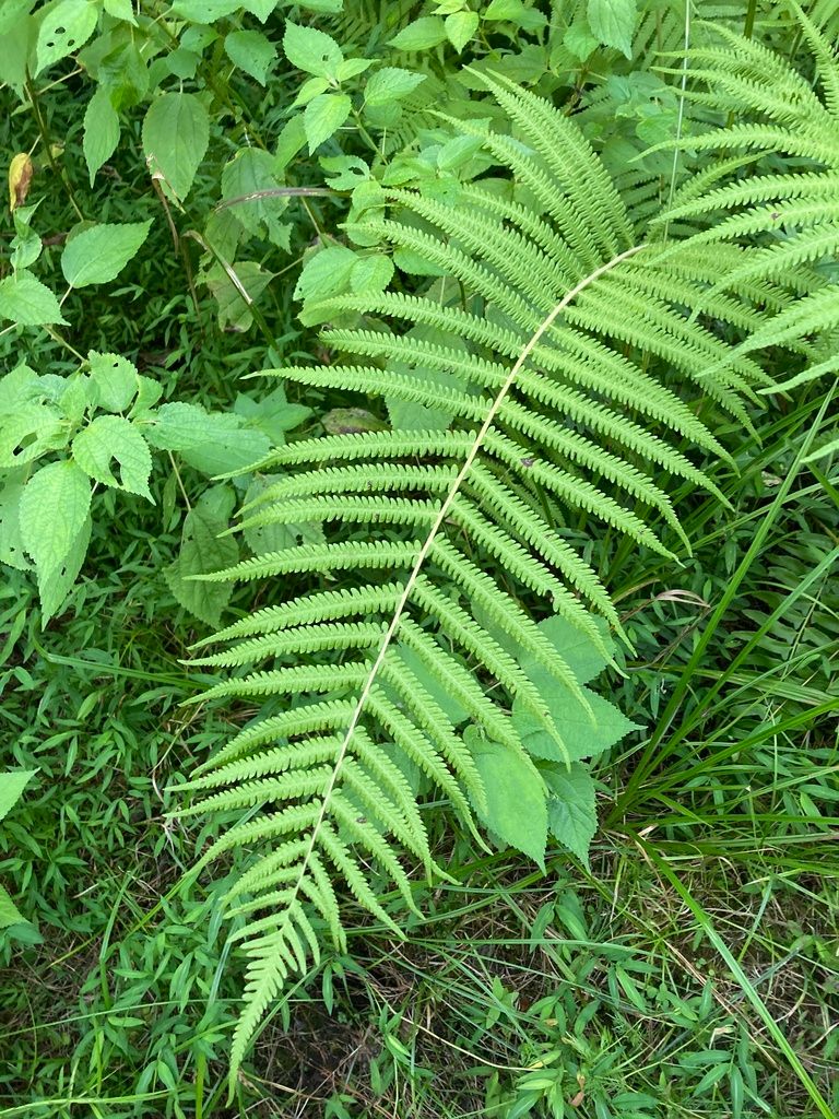 Wood Fern