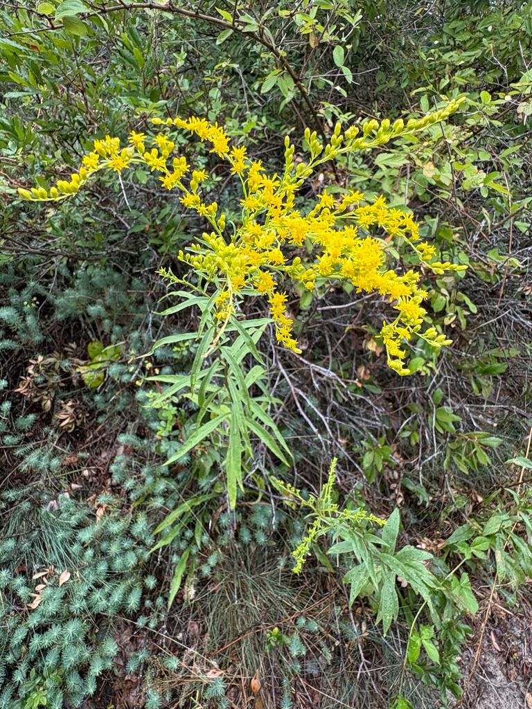 Early Goldenrod