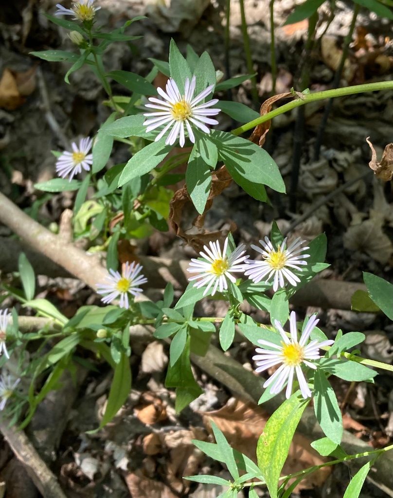 Panicled Aster