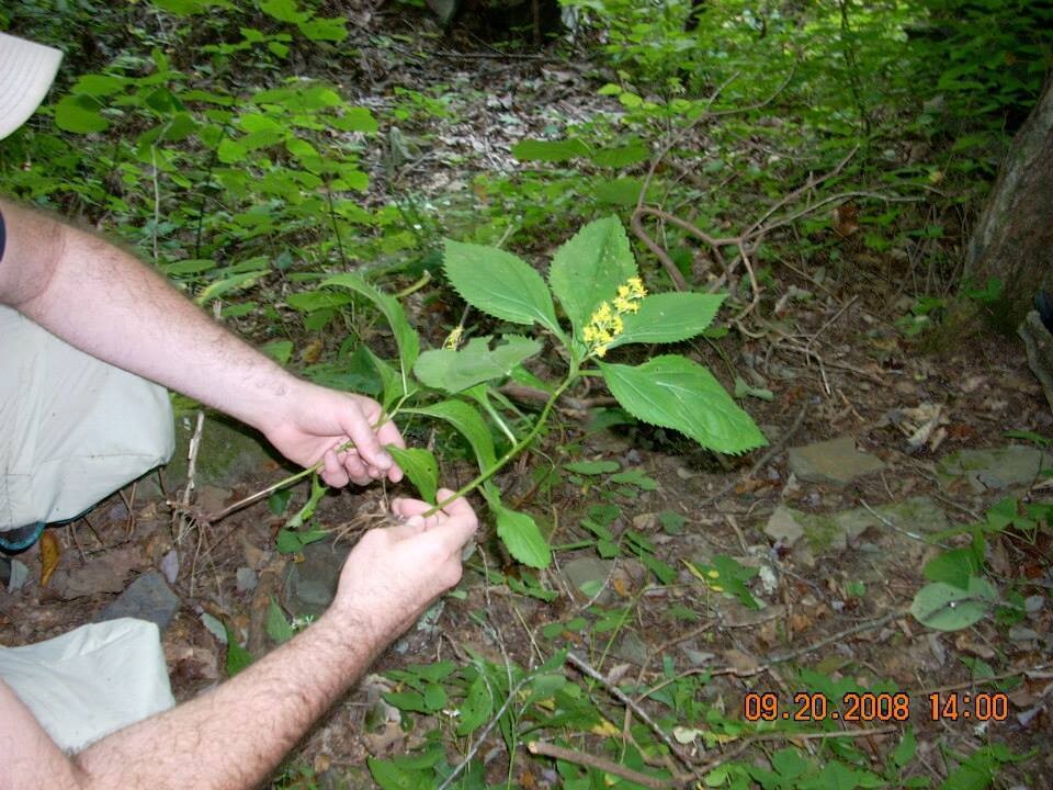 Broad-leaf Goldenrod