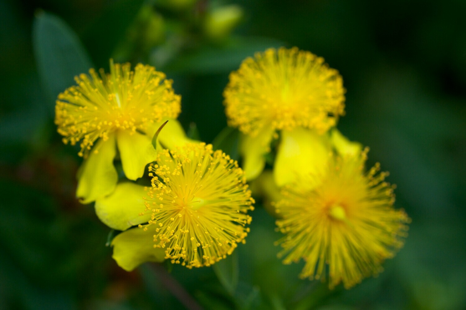 Shrubby St. John's Wort