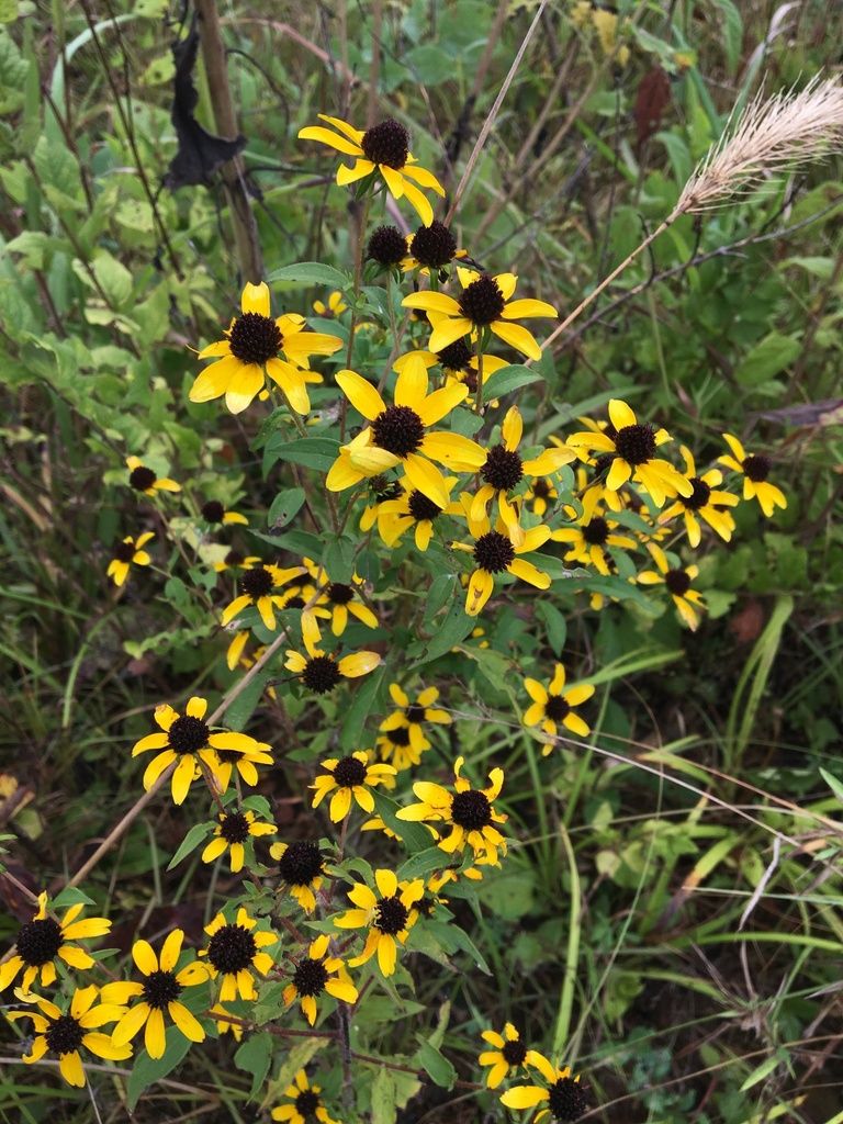 Brown-eyed Susan