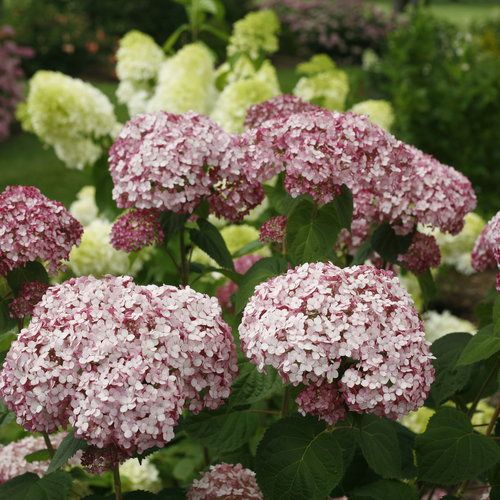 Smooth Hydrangea 'Incrediball Blush'
