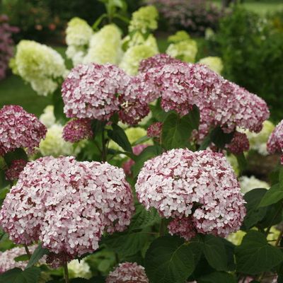 Smooth Hydrangea 'Incrediball Blush'