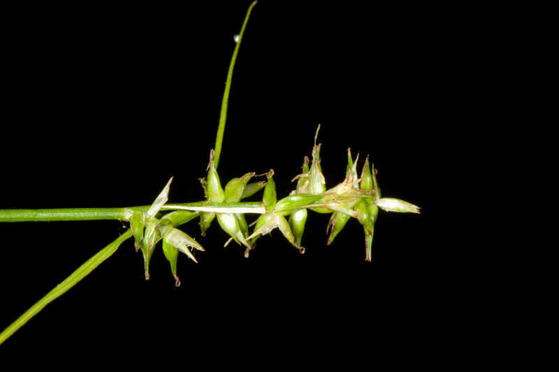 Texas Sedge
