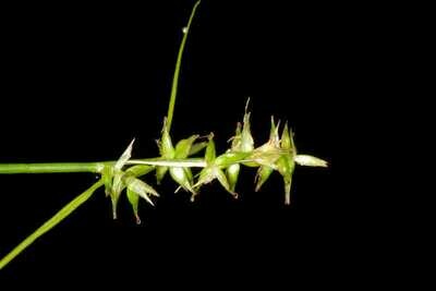 Texas Sedge