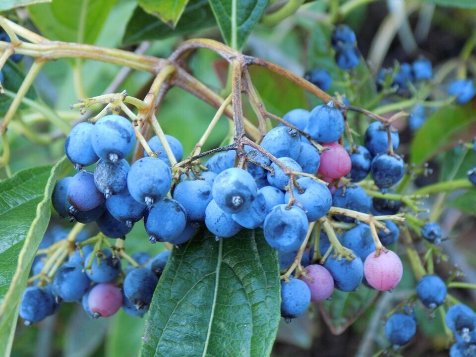 Possumhaw