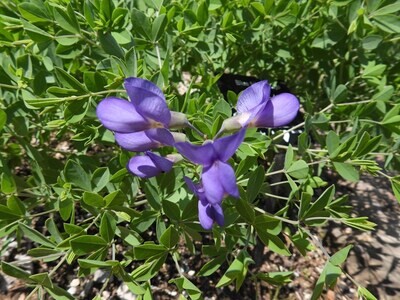 Dwarf Blue Indigo
