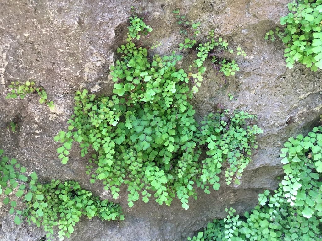 Southern Maidenhair Fern