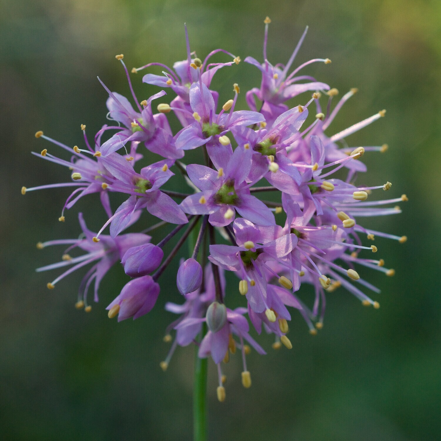 Glade Onion