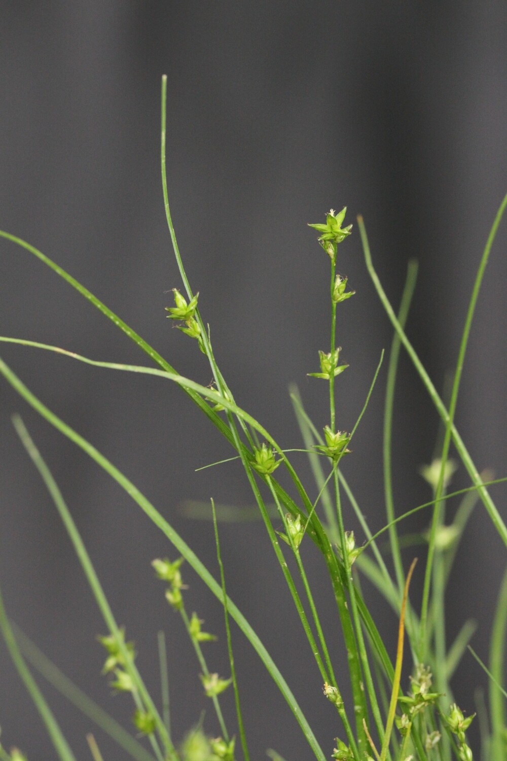 Eastern Star Sedge