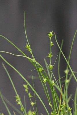 Eastern Star Sedge