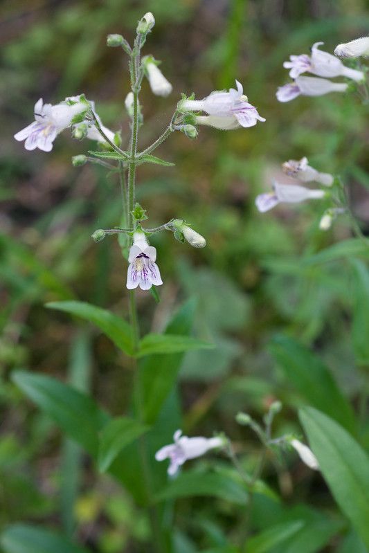 Pale Beardtongue