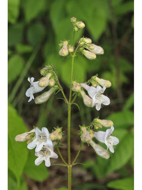 Smooth Beardtongue