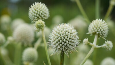 Rattlesnake Master