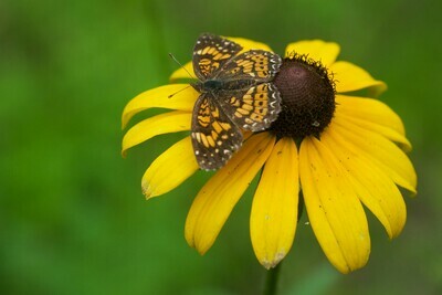 Sweet Black-eyed Susan