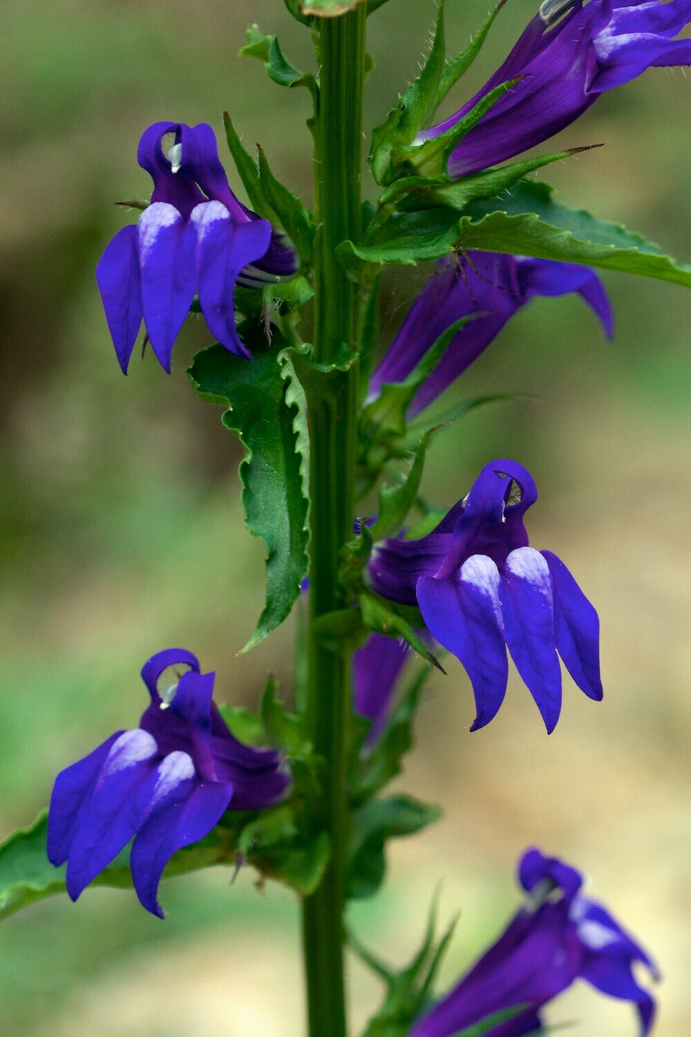 Great Blue Lobelia