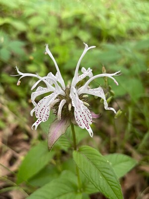 Eastern Beebalm