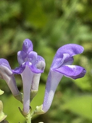 Skullcap