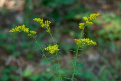 Sweet Goldenrod
