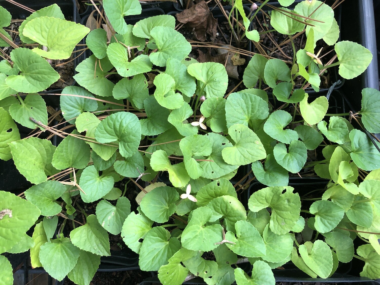 Common Violet