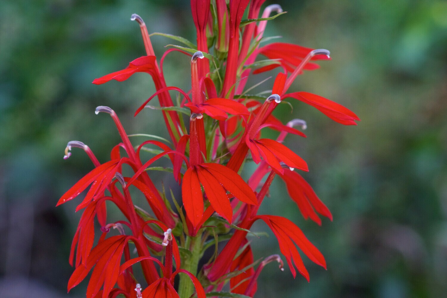 Cardinal Flower