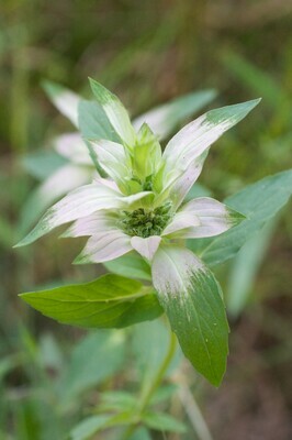 Spotted Beebalm