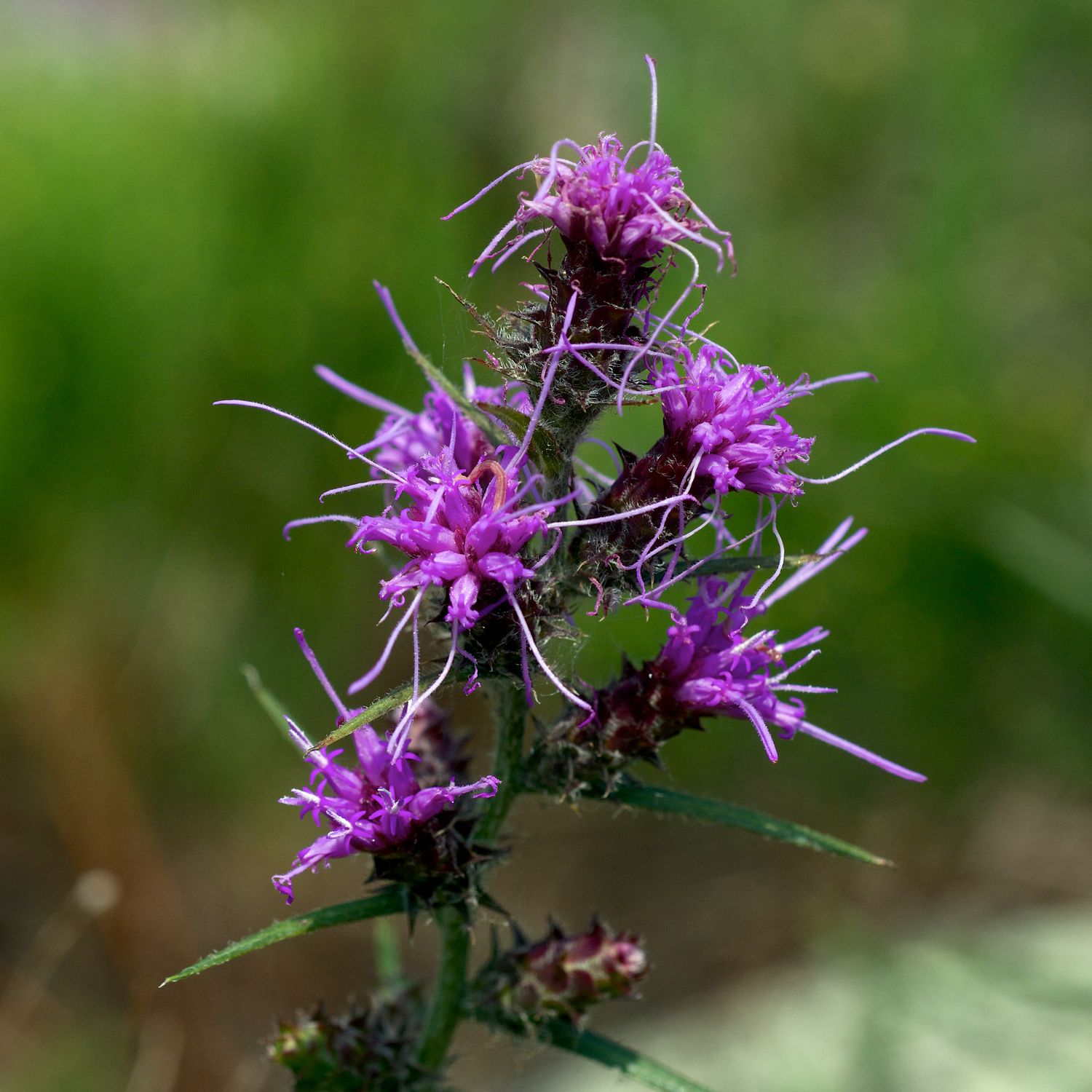 Hairy Blazing Star