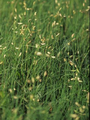 Buffalo Grass