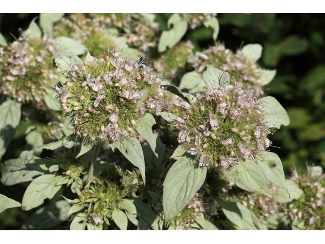 Hoary Mountain Mint