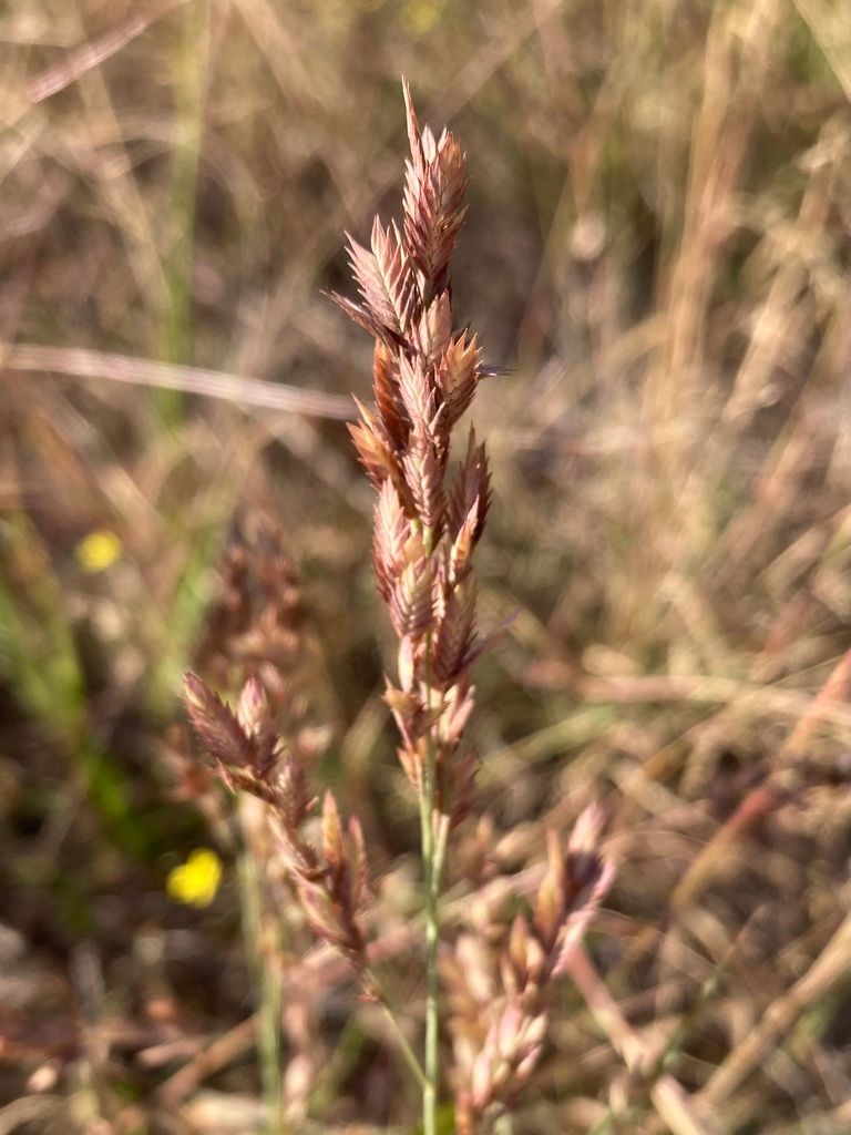 Red Lovegrass