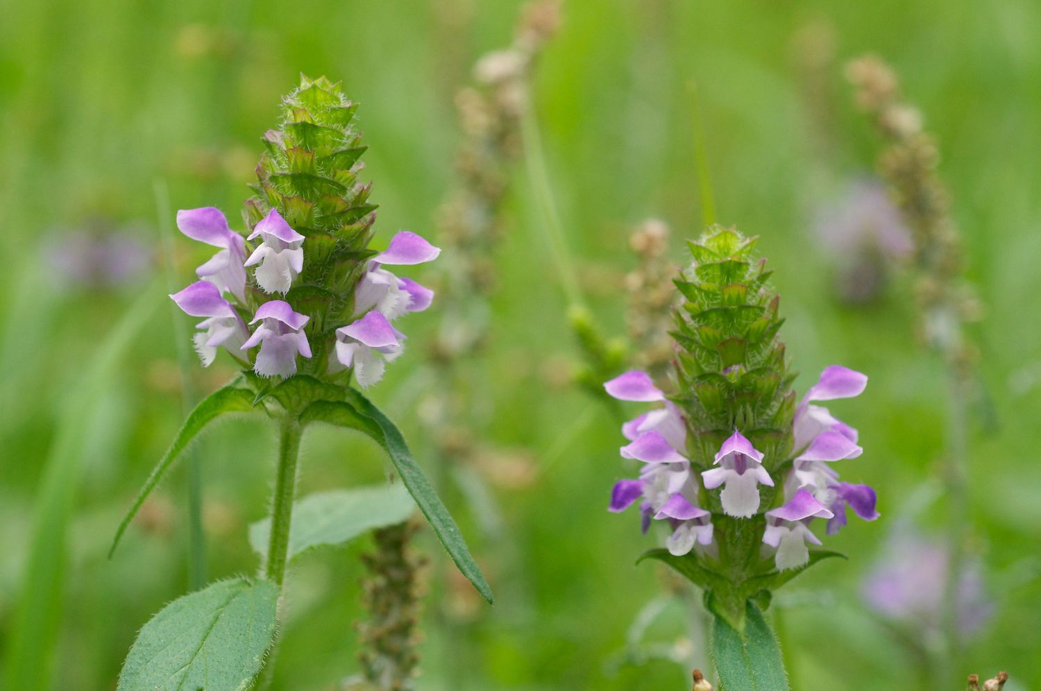 Lanceleaf Selfheal