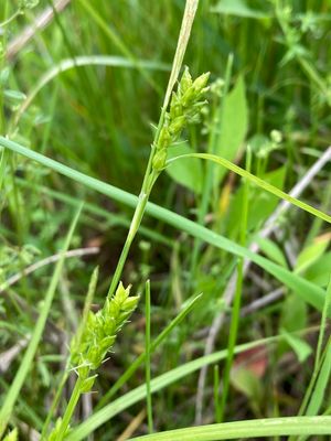 Creek Sedge