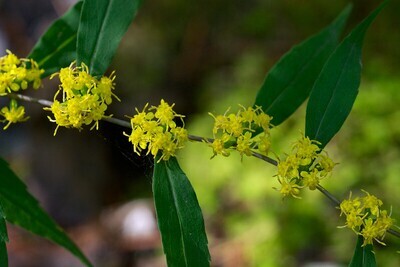 Wreath Goldenrod