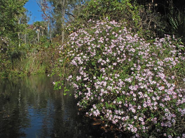 Climbing Aster