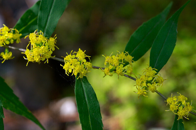 Wreath Goldenrod