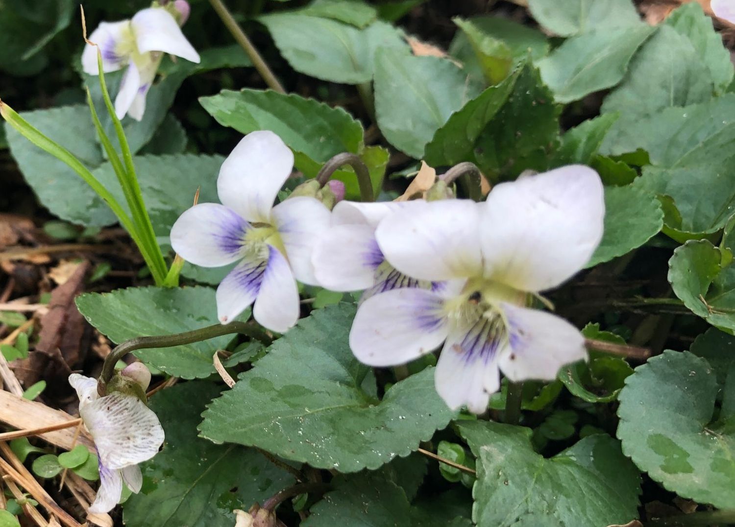 Missouri Violet