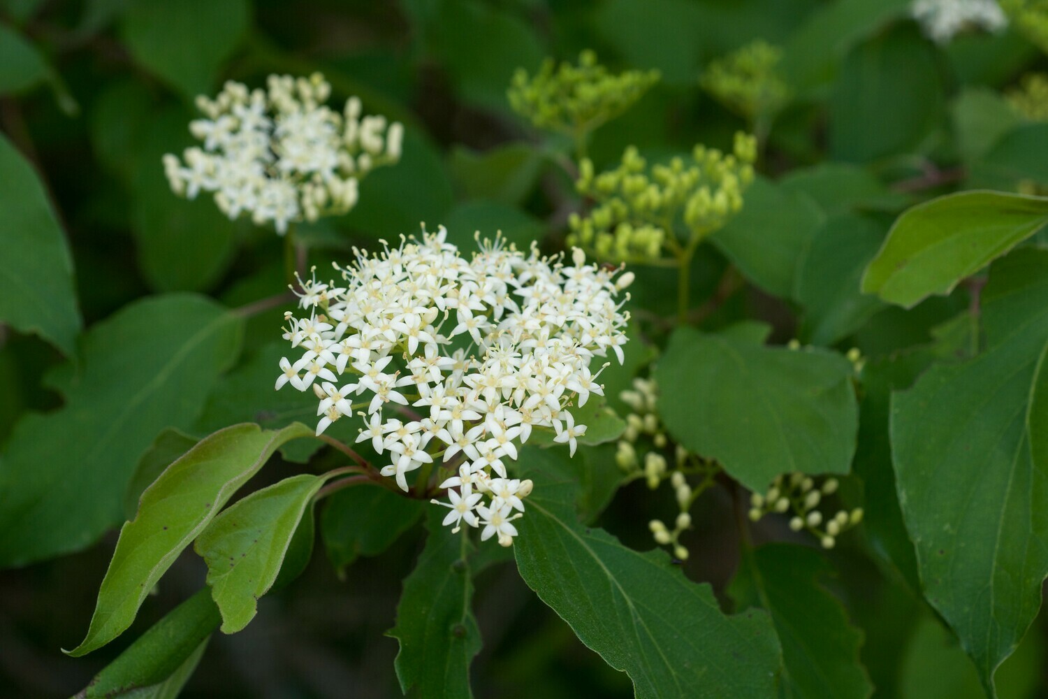 Rough-leaf Dogwood