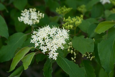 Rough-leaf Dogwood