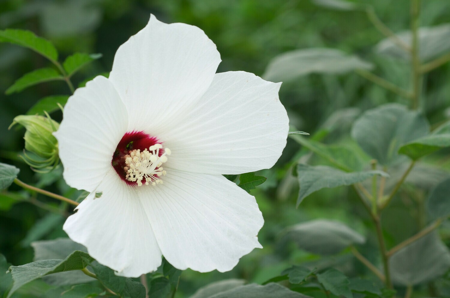Scarlet-eyed Rosemallow