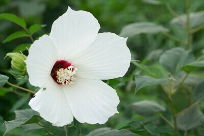 Scarlet-eyed Rosemallow