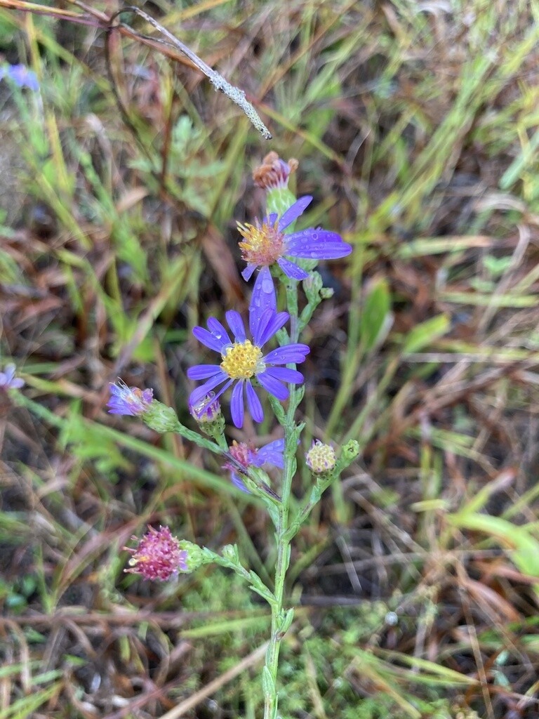 Smooth Blue Aster
