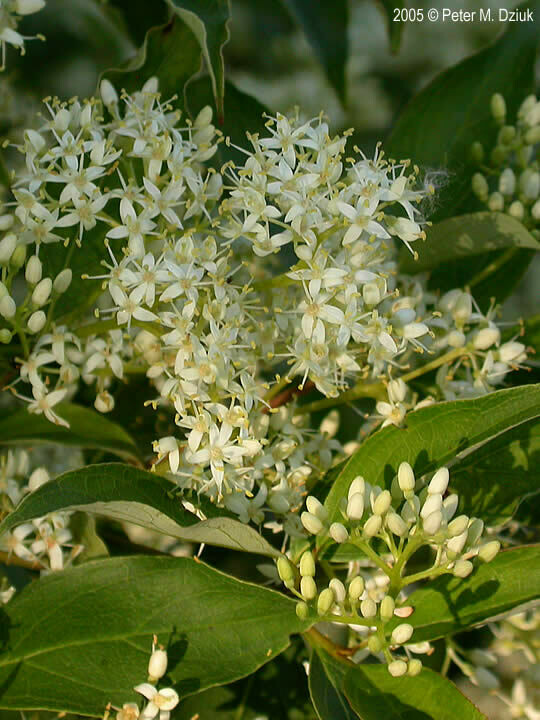 Gray Dogwood