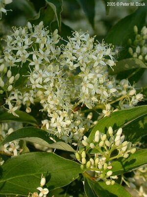 Gray Dogwood
