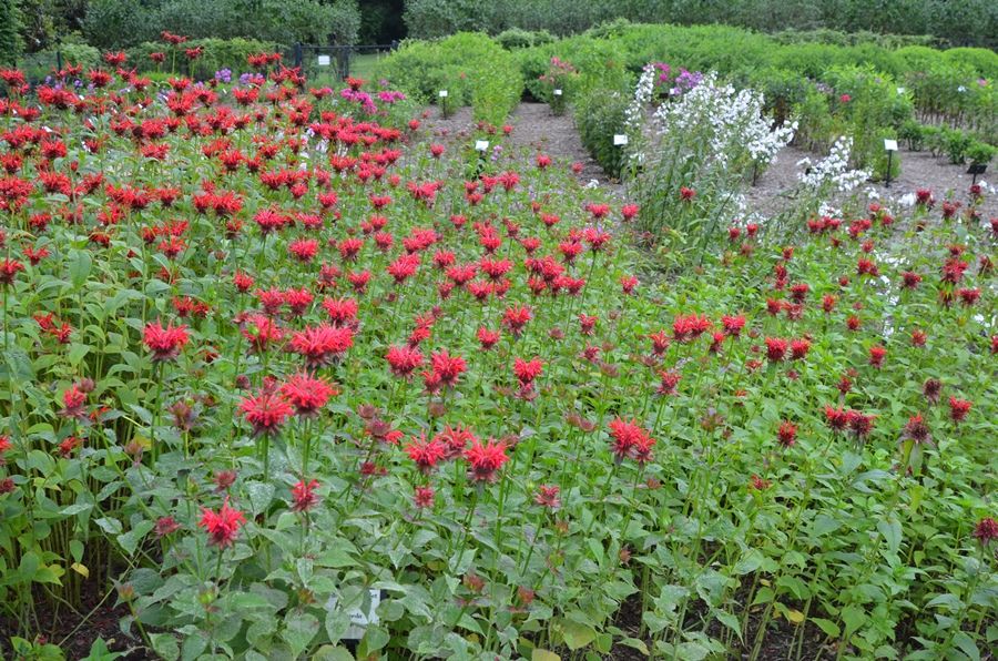 Scarlet Beebalm 'Garden View'