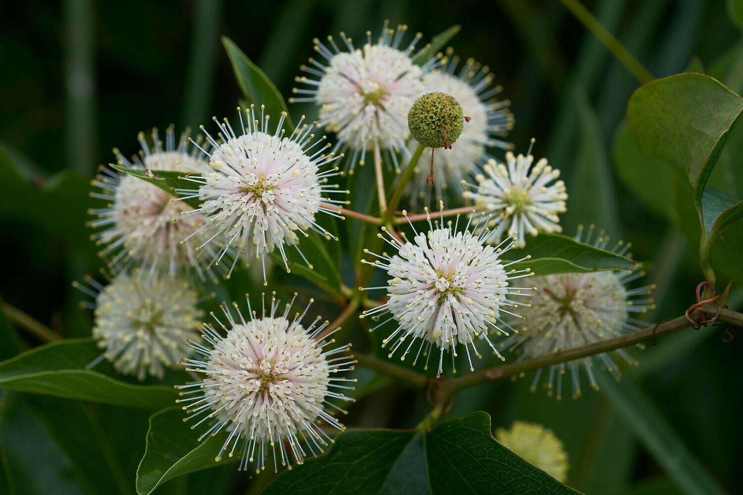Button Bush
