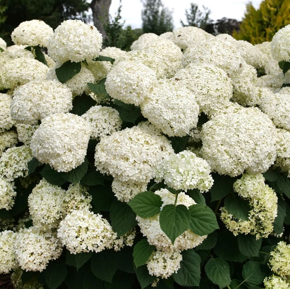 Smooth Hydrangea 'Incrediball Storm Proof'