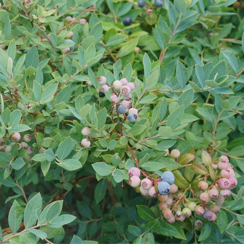 Highbush Blueberry 'Splendid Blue'