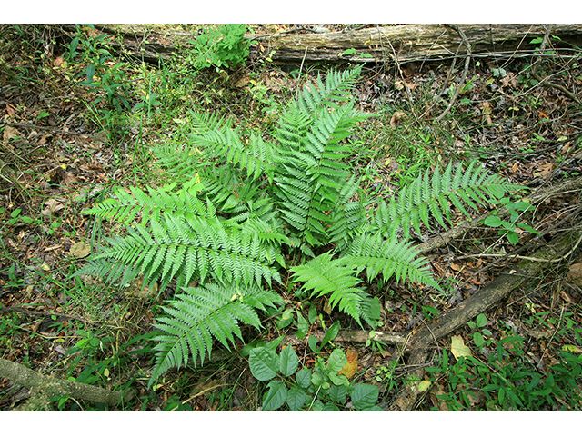 Dixie Wood Fern